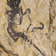 The Jeholbaatar kielanae fossil.